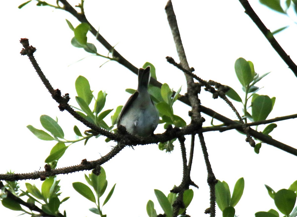 Lucy's Warbler - ML616780124