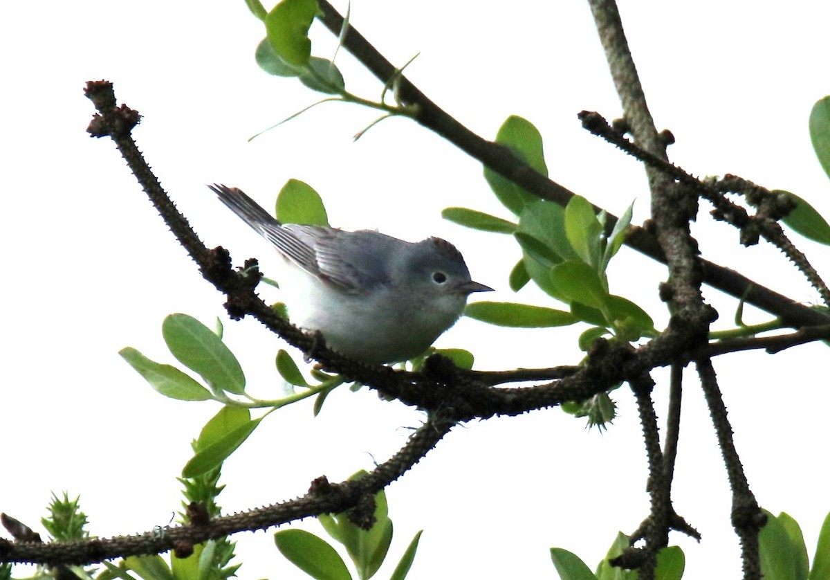 Lucy's Warbler - ML616780126