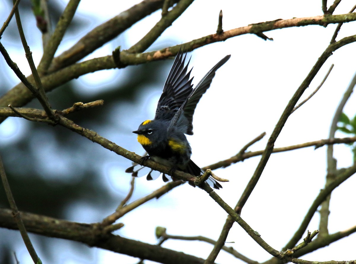 Yellow-rumped Warbler (Audubon's) - ML616780158