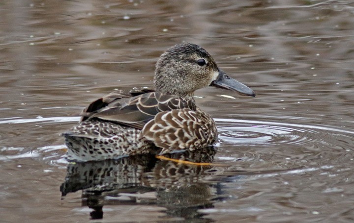 Blue-winged Teal - ML616780173
