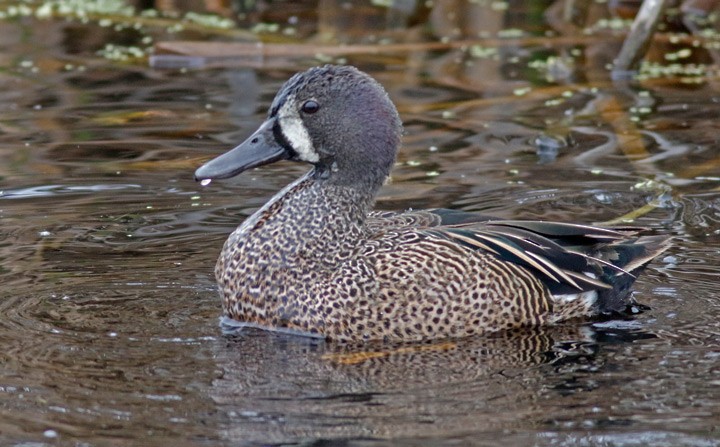 Blue-winged Teal - ML616780174