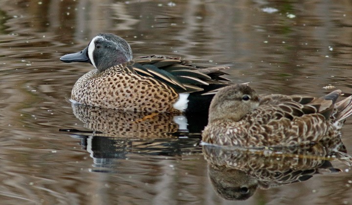 Blue-winged Teal - ML616780256