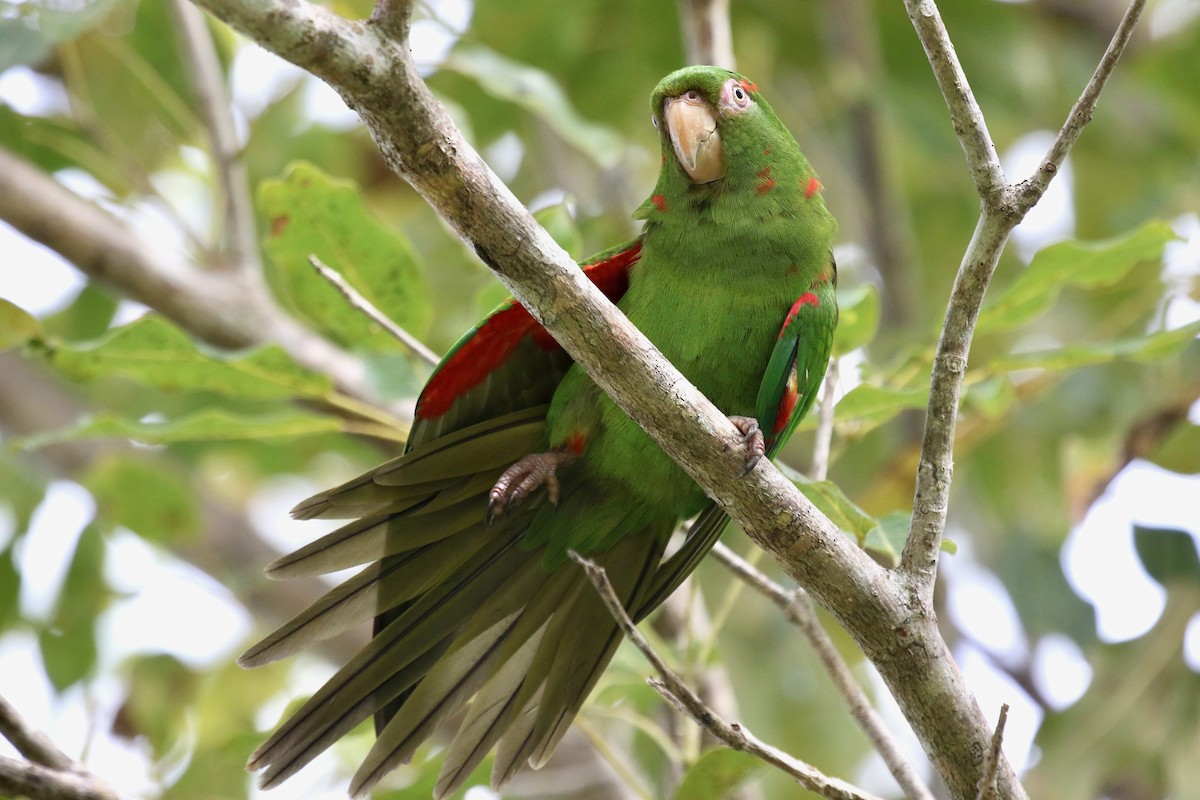 Cuban Parakeet - Yury Shashenko