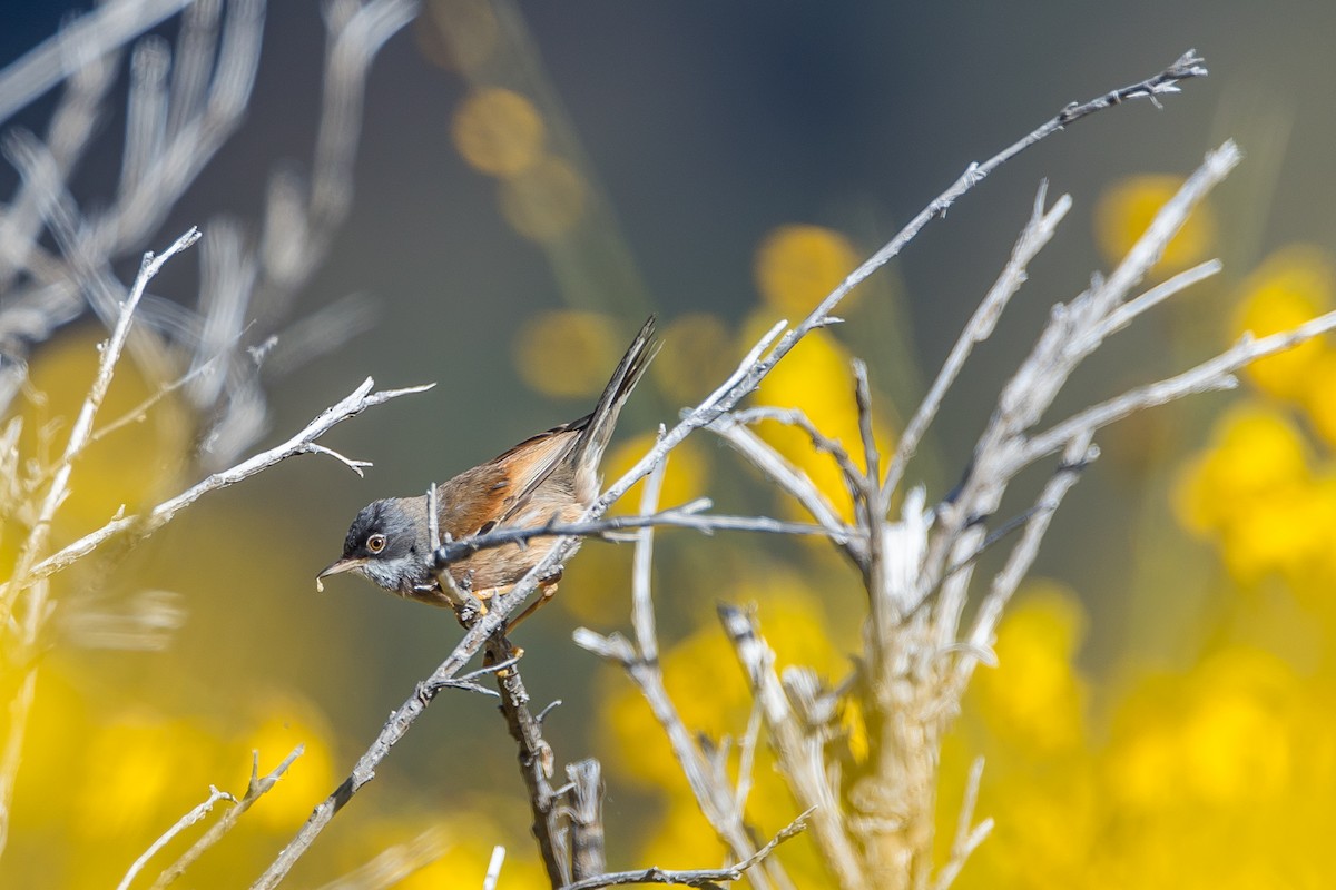 Spectacled Warbler - Anonymous