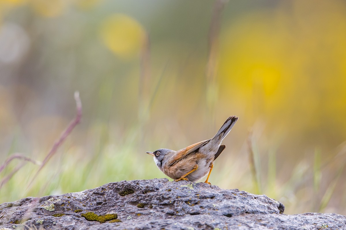 Spectacled Warbler - ML616780406