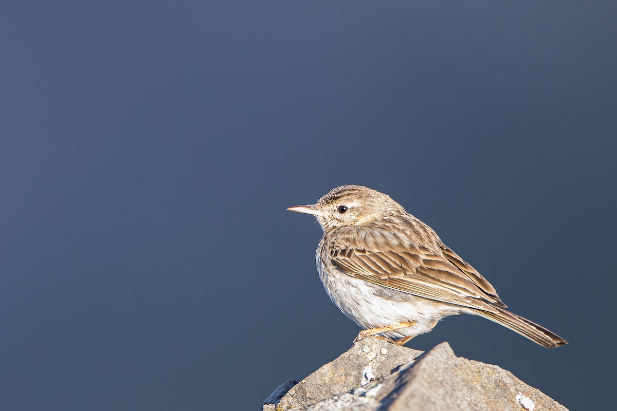 Berthelot's Pipit - Anonymous