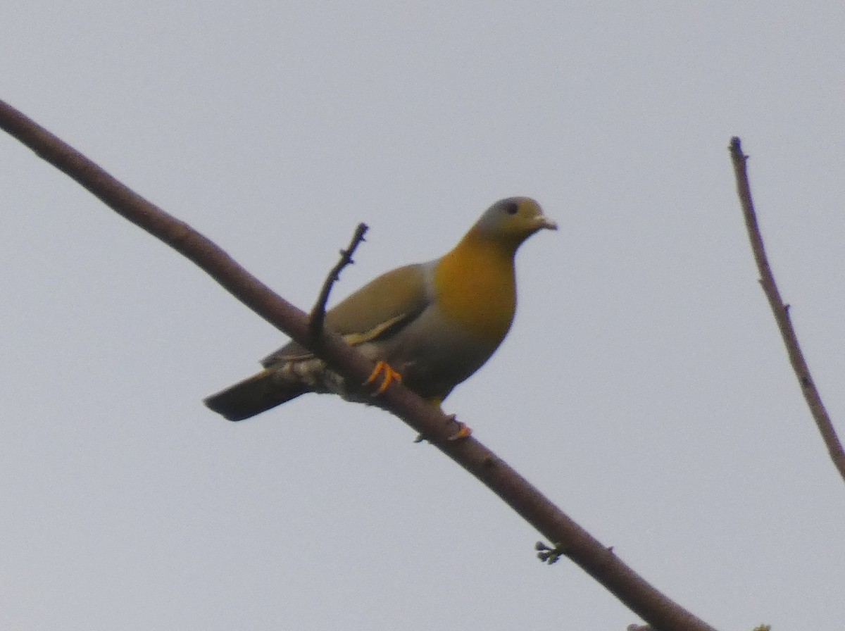 Yellow-footed Green-Pigeon - Tony King