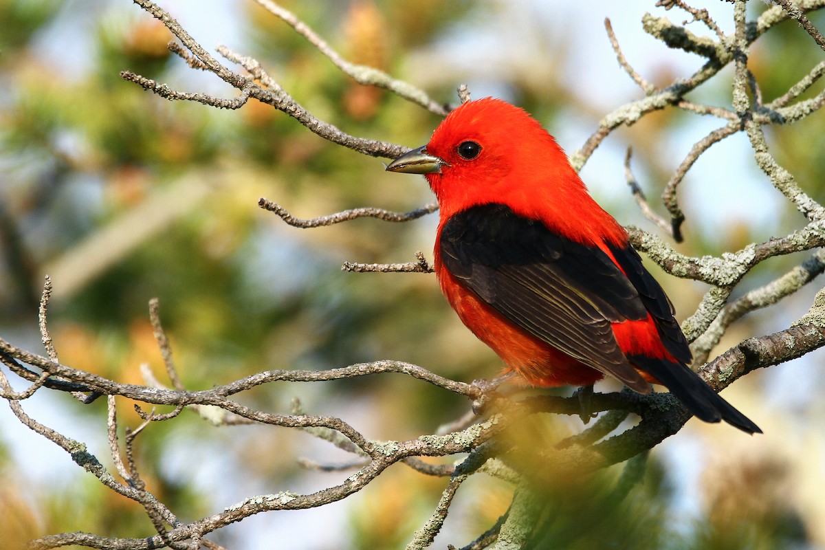 Scarlet Tanager - ML616780520