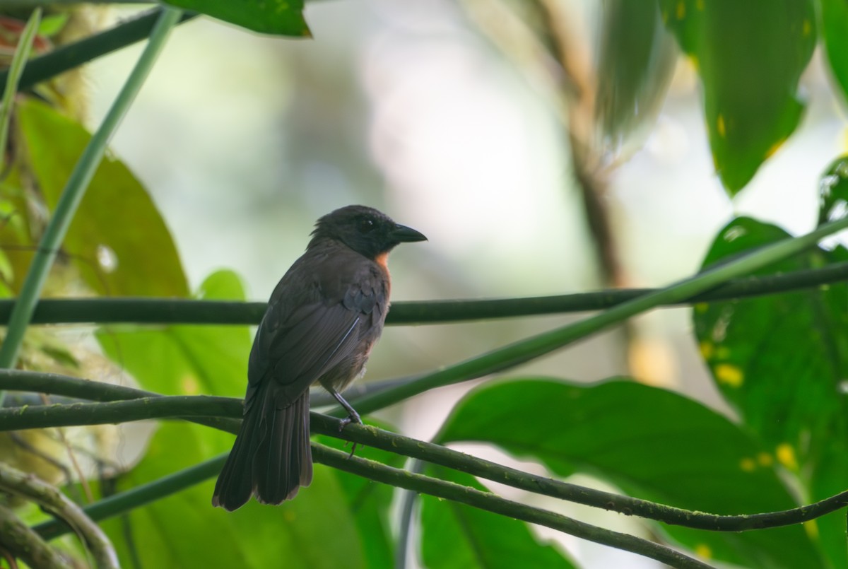 Black-cheeked Ant-Tanager - ML616780630