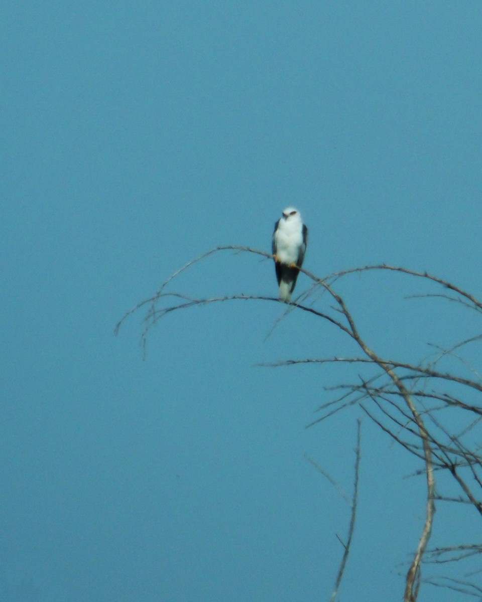 White-tailed Kite - ML616780757