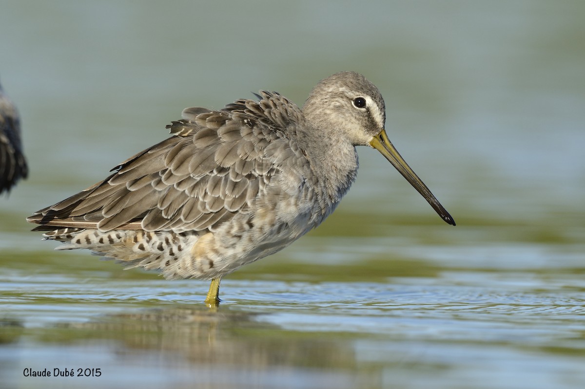 Long-billed Dowitcher - ML616781043