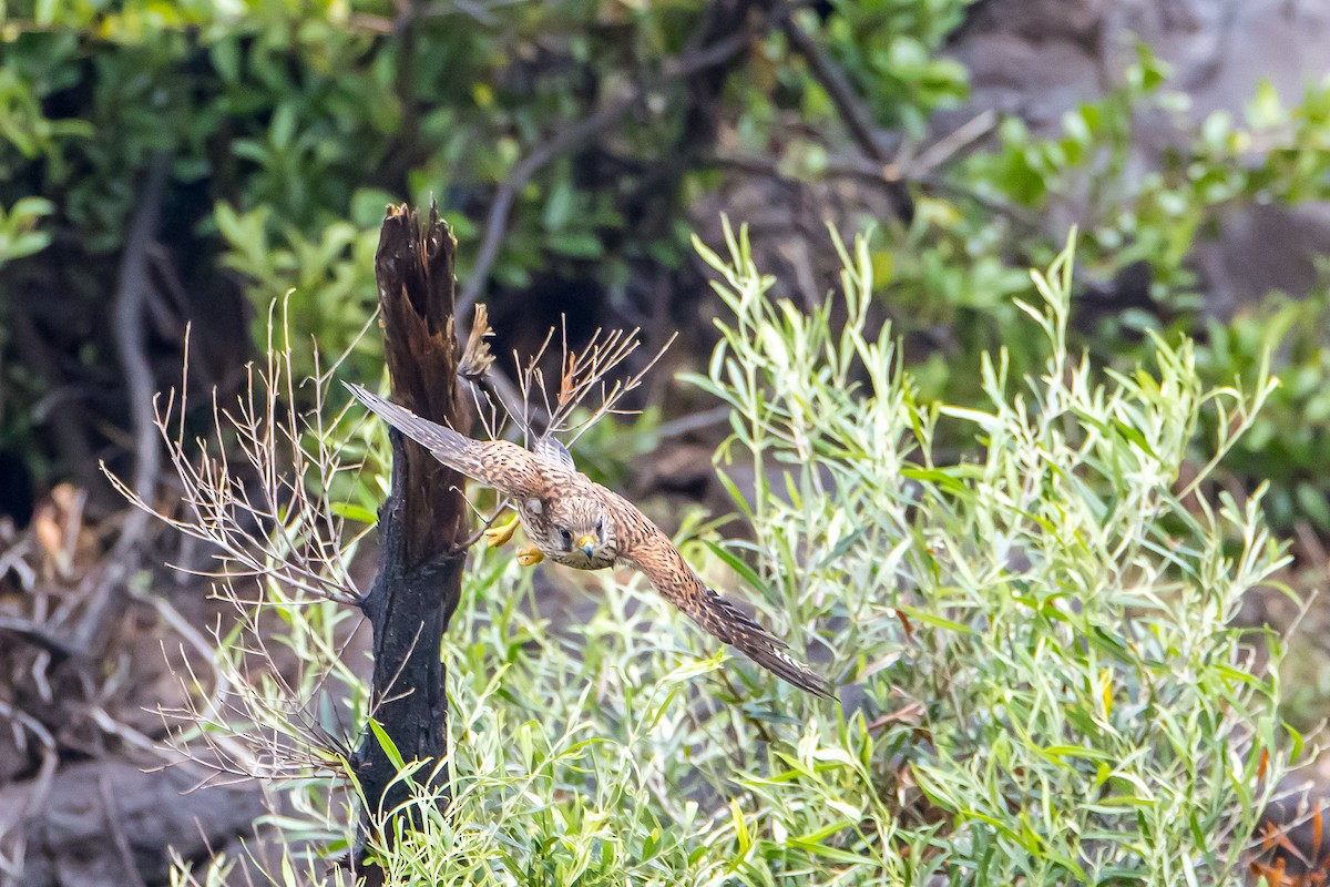Eurasian Kestrel (Canary Is.) - ML616781092