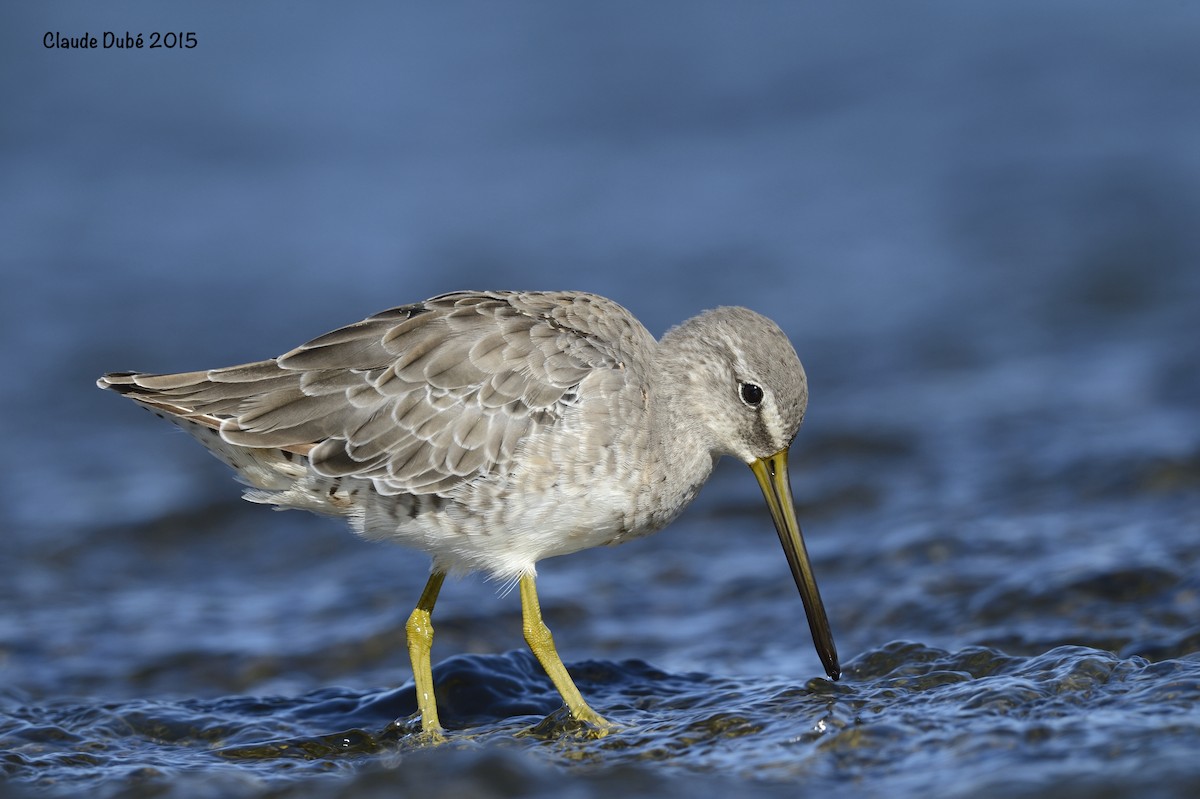 Long-billed Dowitcher - ML616781112