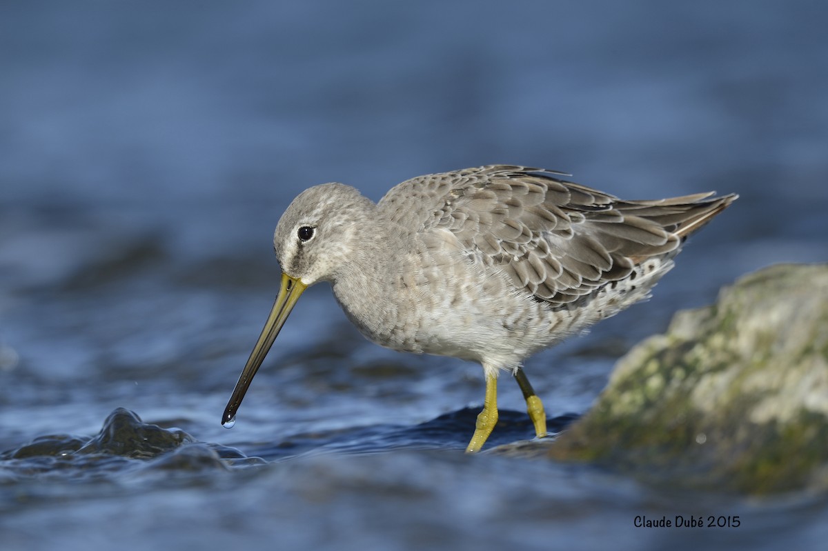 Long-billed Dowitcher - ML616781132