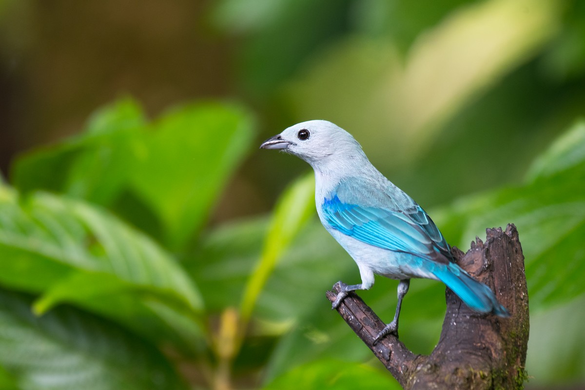 Blue-gray Tanager - ML616781260