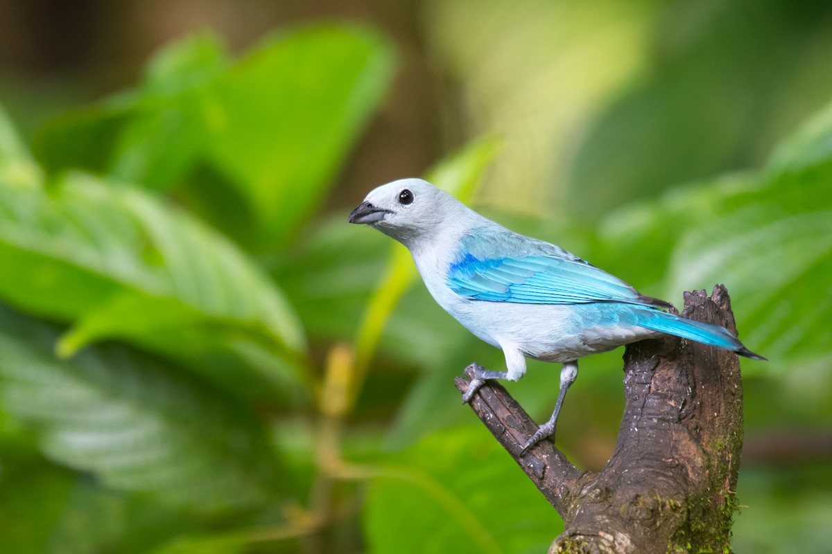 Blue-gray Tanager - ML616781261