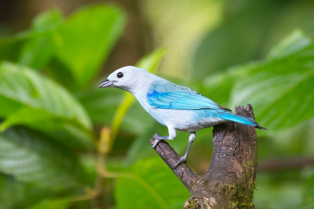 Blue-gray Tanager - ML616781262