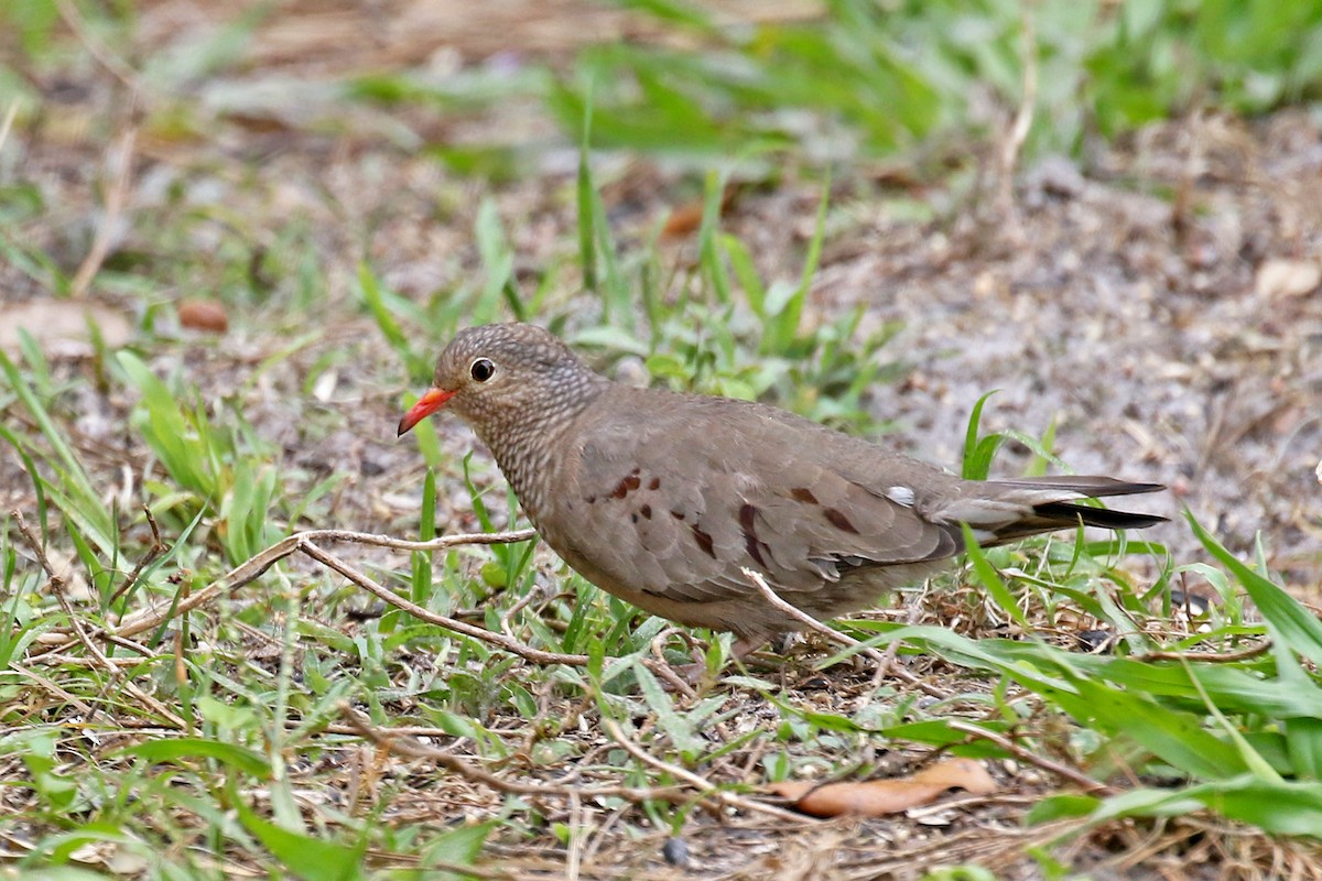 Common Ground Dove - Dick Dionne
