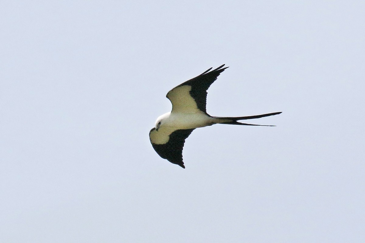 Swallow-tailed Kite - Dick Dionne