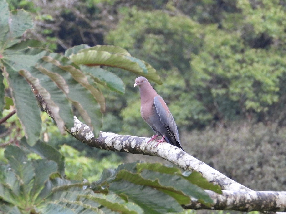 holub středoamerický - ML616781404