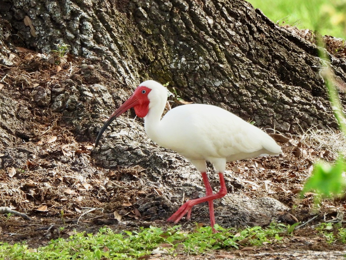 ibis bílý - ML616781437