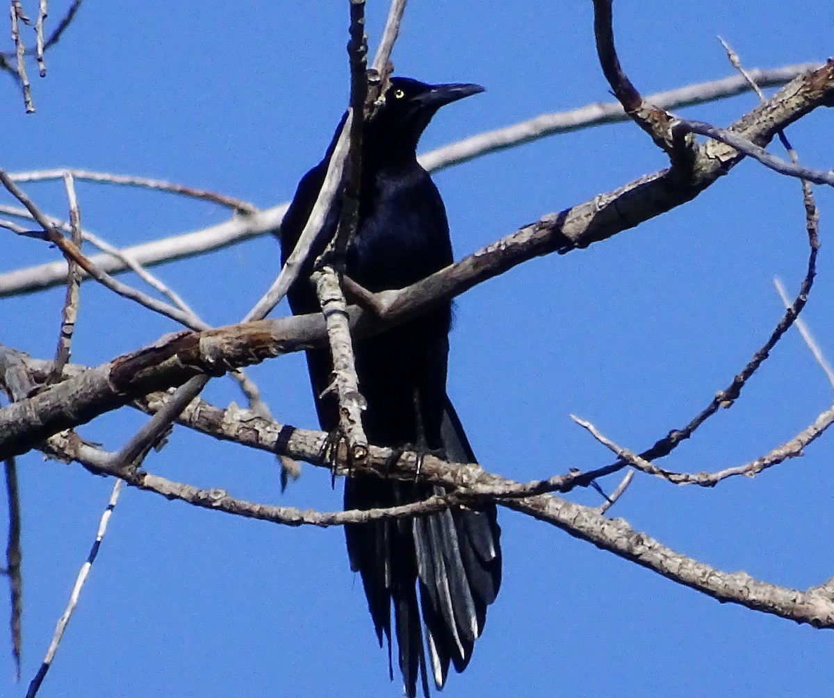 Great-tailed Grackle - ML616781510