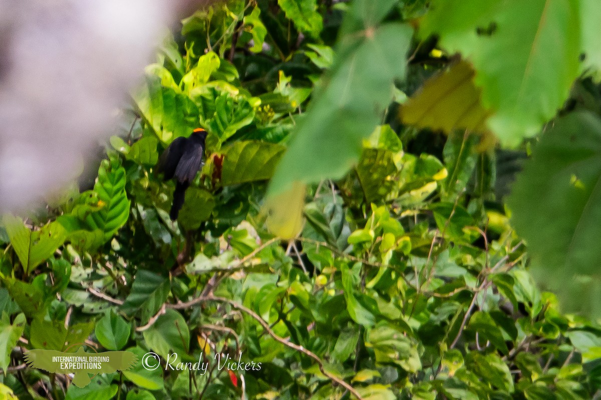 Fulvous-crested Tanager - ML616781551