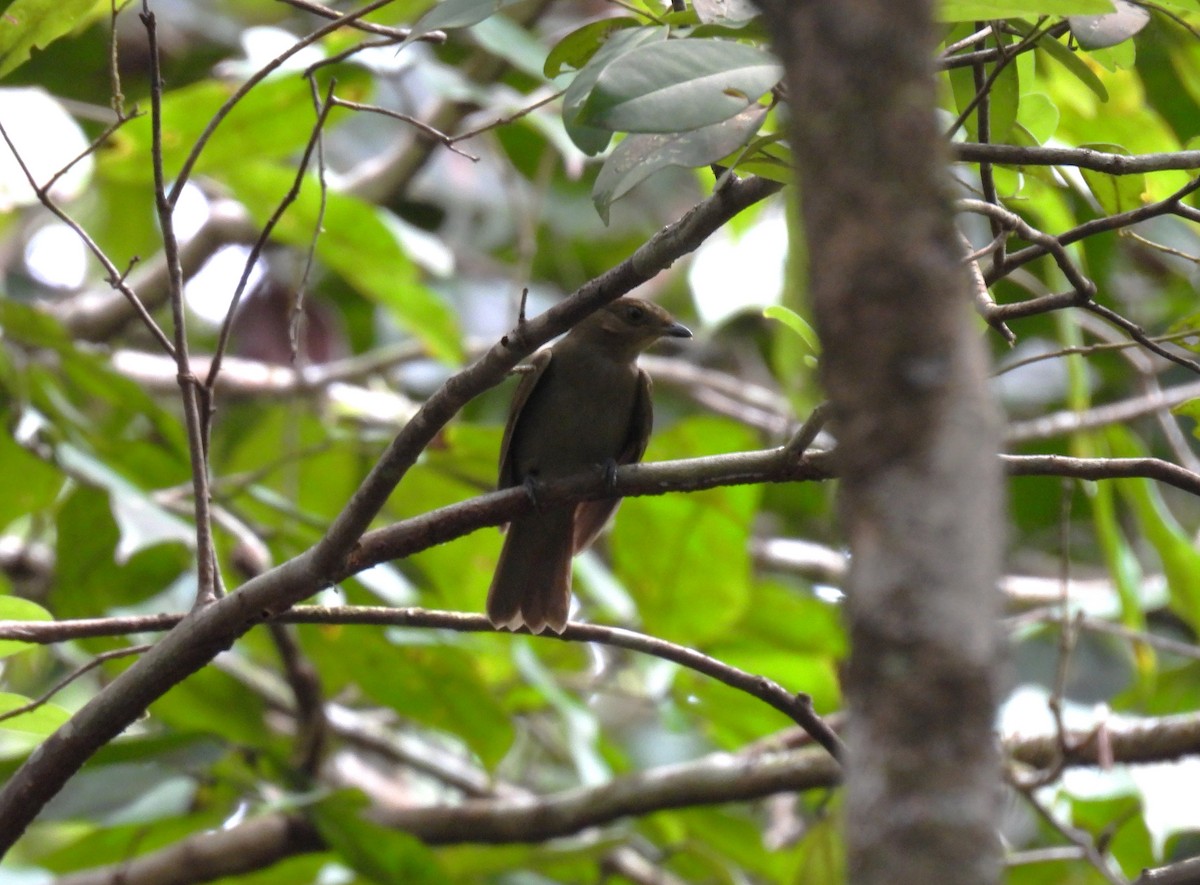 Brown-winged Schiffornis - ML616781622