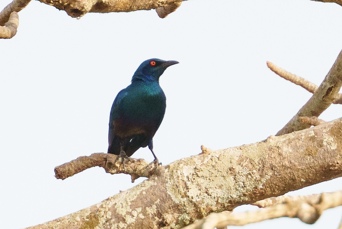 Bronze-tailed Starling - ML616781734