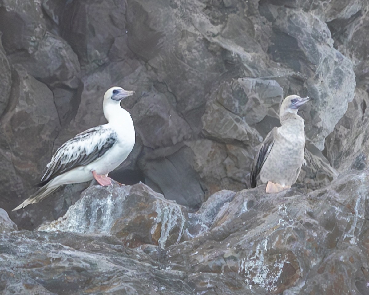Red-footed Booby - ML616781742