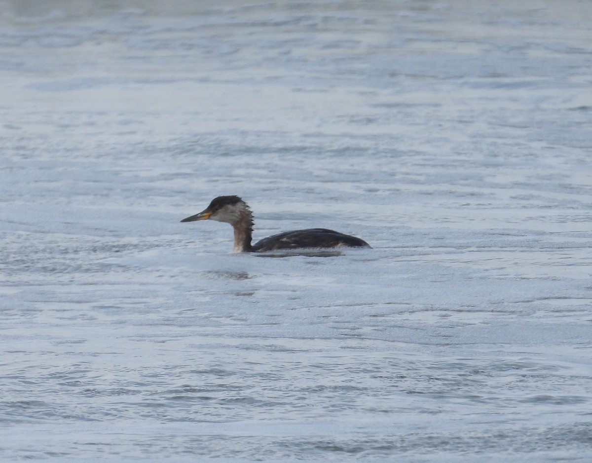 Red-necked Grebe - ML616781812