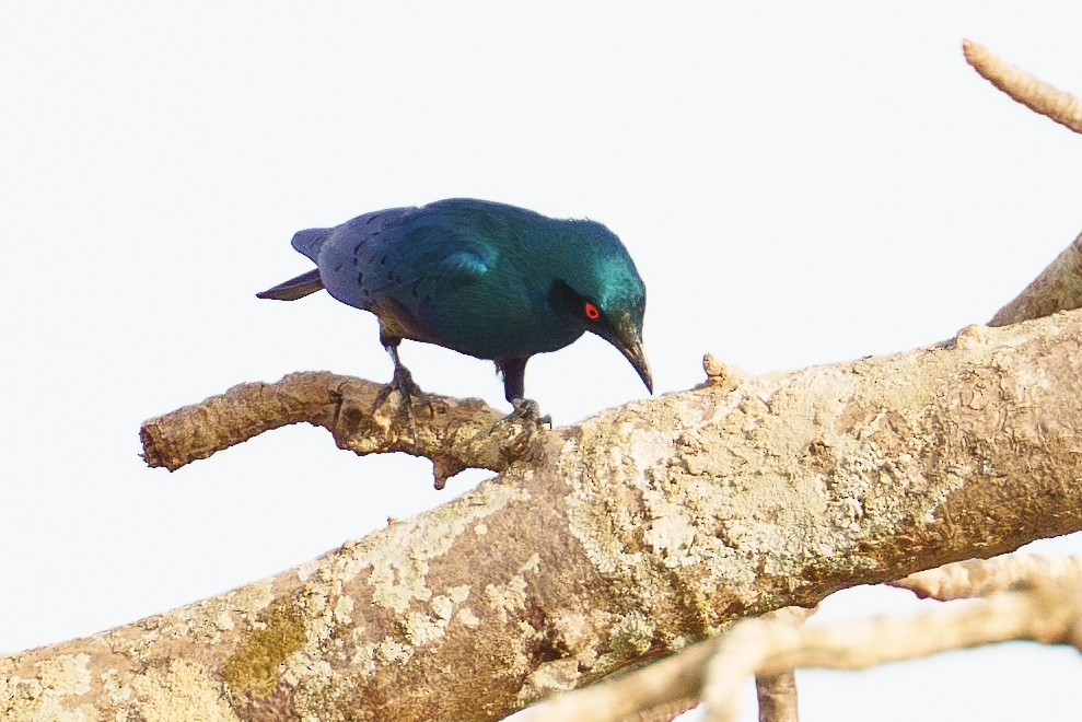 Bronze-tailed Starling - ML616781857