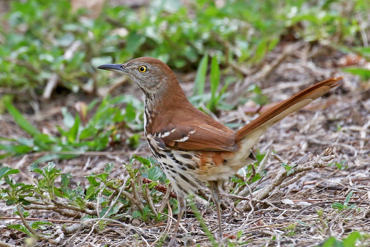 Brown Thrasher - Dick Dionne