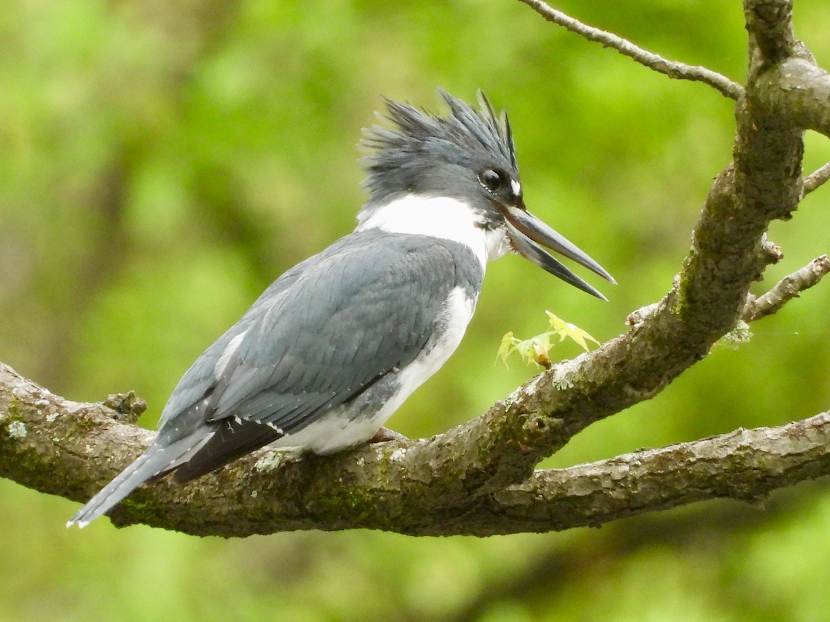 Belted Kingfisher - P Chappell