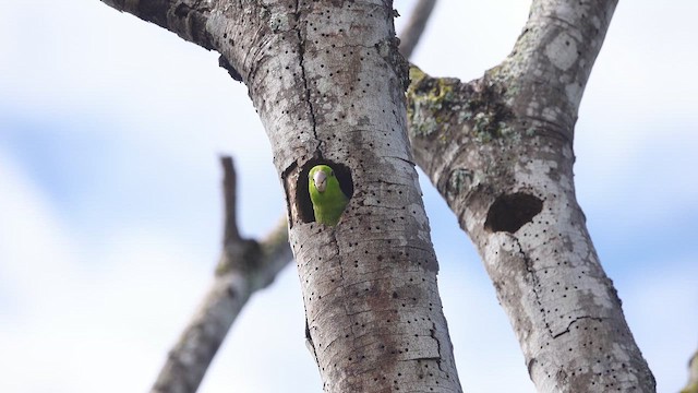 Папуга-горобець еквадорський - ML616782132