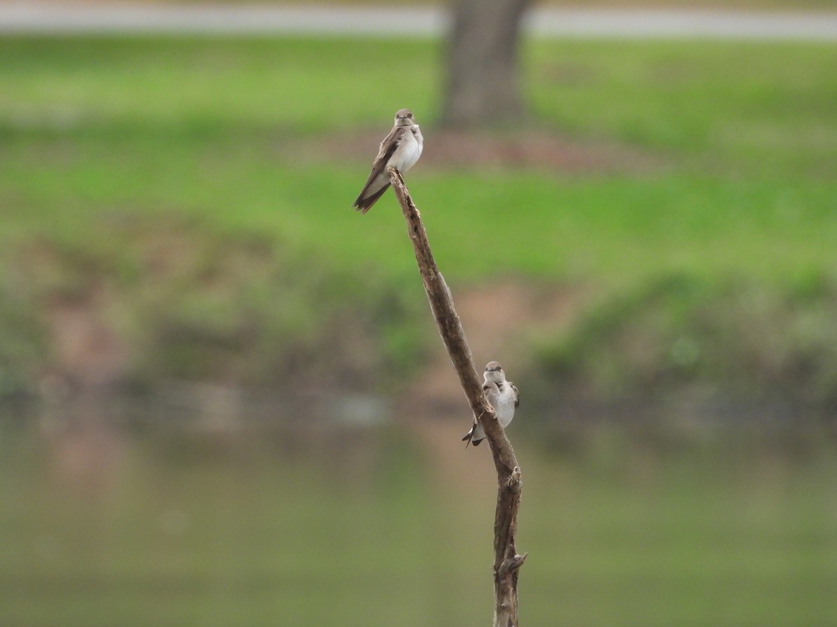 Northern Rough-winged Swallow - ML616782133