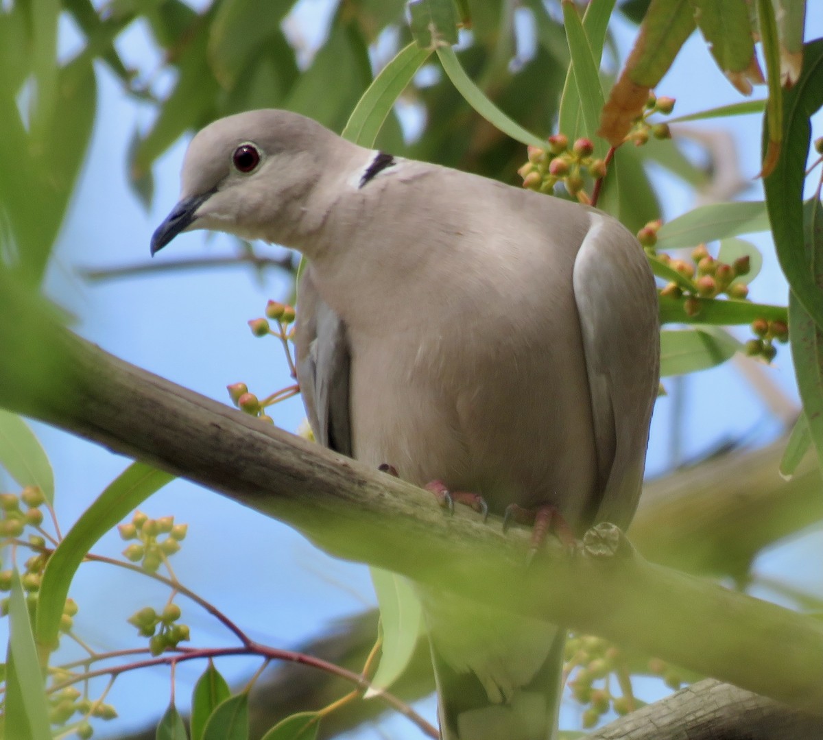 Eurasian Collared-Dove - Mark A. Brogie