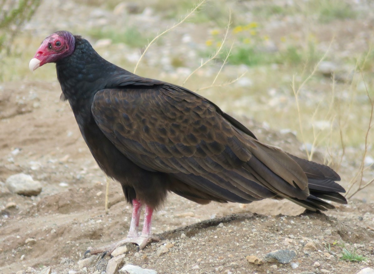 Turkey Vulture - ML616782171