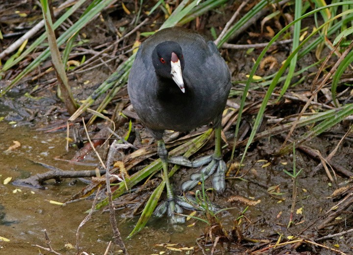 American Coot (Red-shielded) - ML616782203