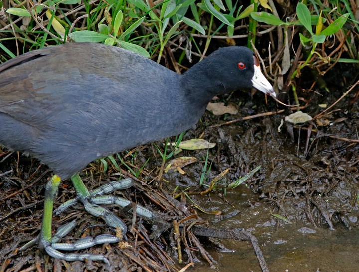 American Coot (Red-shielded) - ML616782204