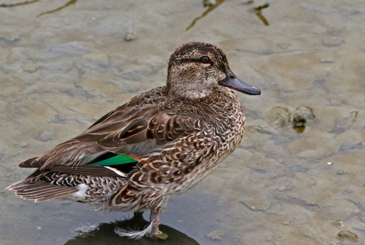 Green-winged Teal - ML616782214