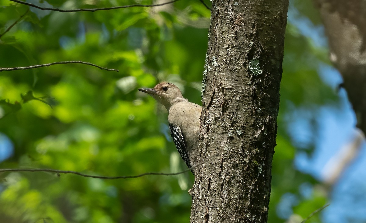 Red-bellied Woodpecker - ML616782228