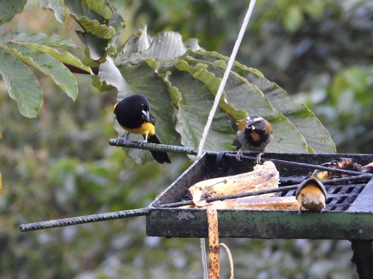 Black-cowled Oriole - WS Barbour