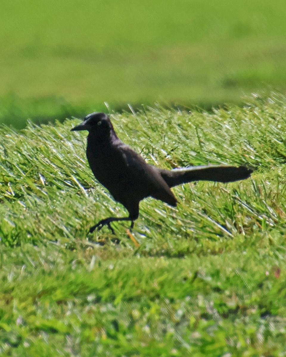 Great-tailed Grackle - ML616782301