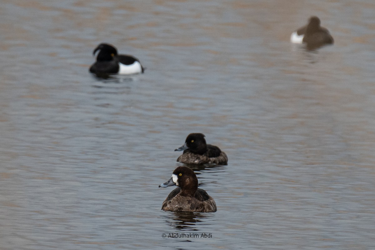 Greater Scaup - ML616782320