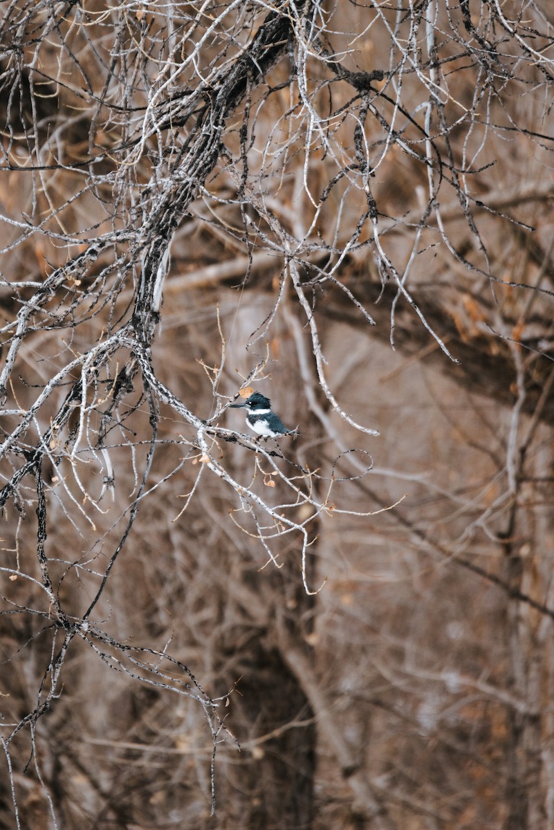 Belted Kingfisher - ML616782411