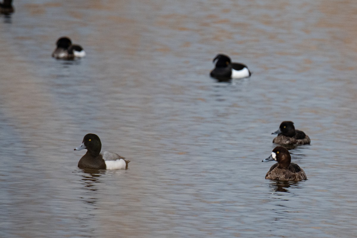 Greater Scaup - ML616782485