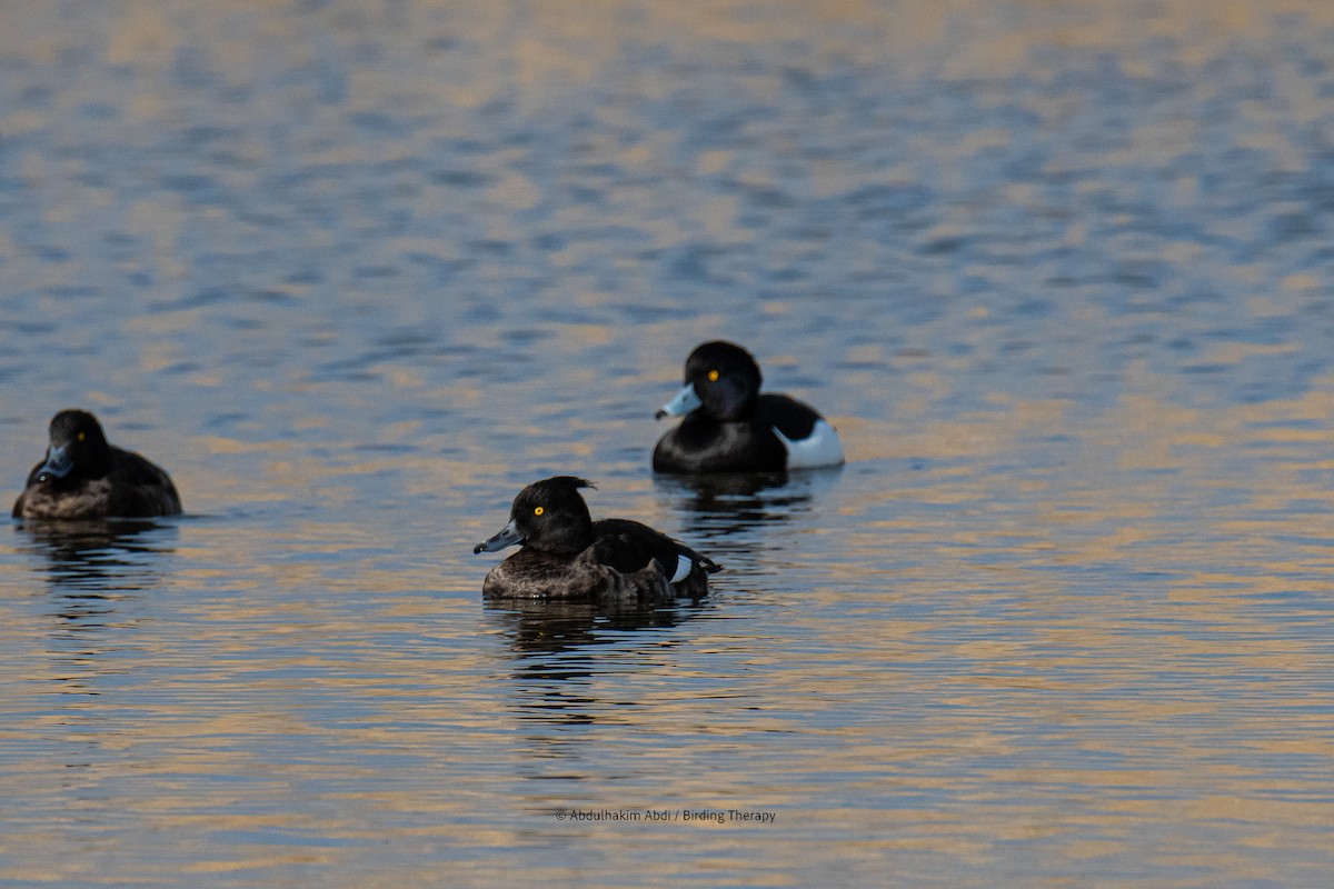 Tufted Duck - ML616782494