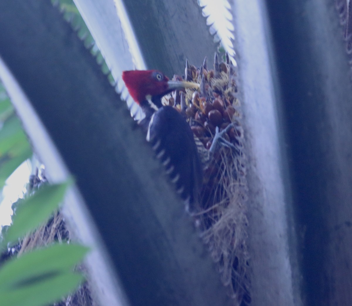 Pale-billed Woodpecker - ML616782764