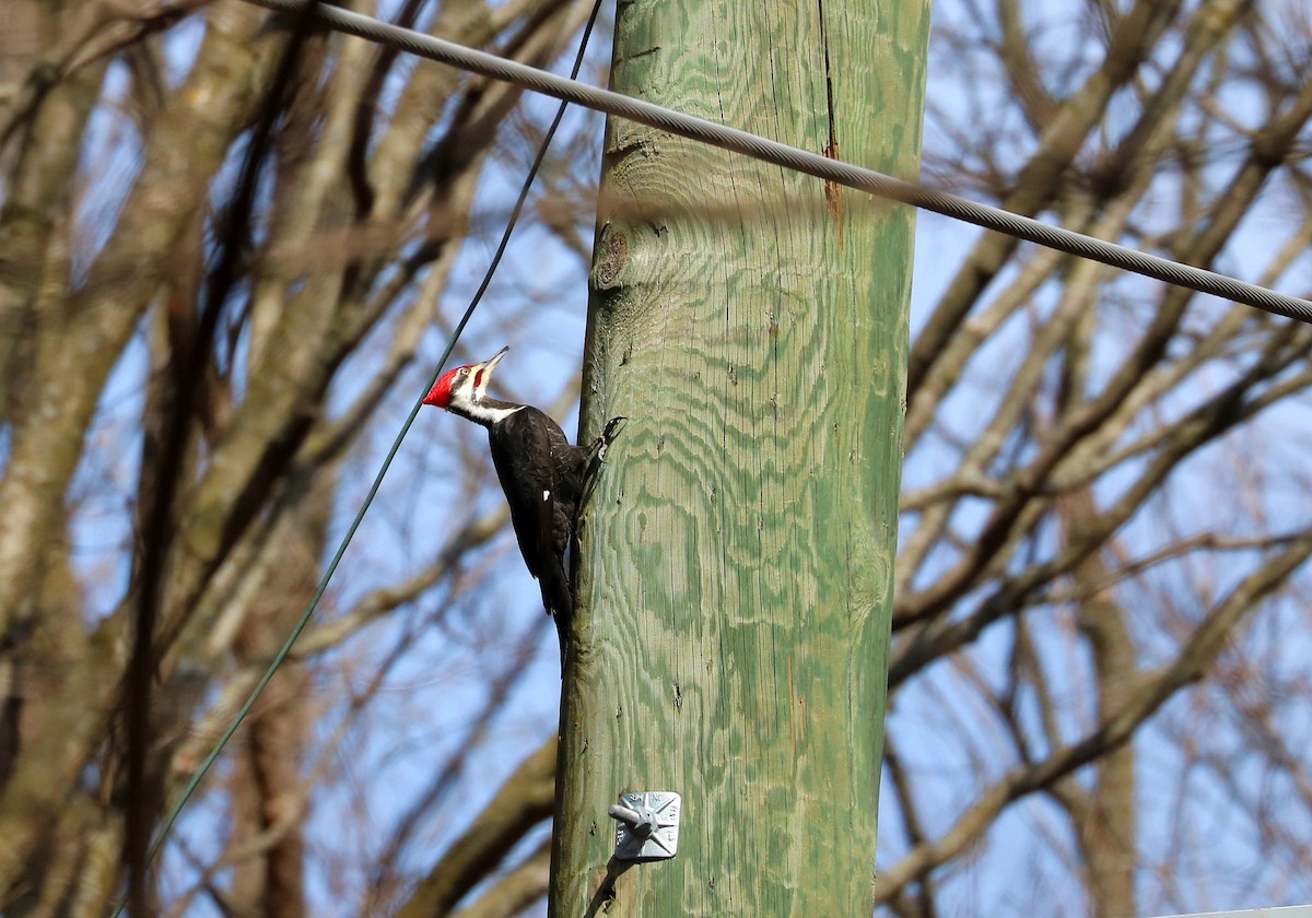 Pileated Woodpecker - ML616782851